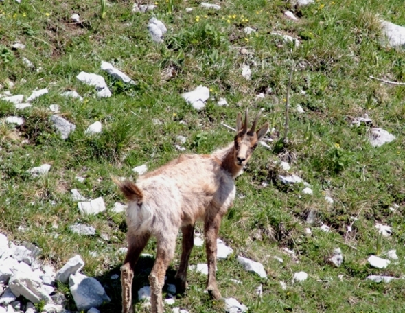 Camoscio d''Abruzzo Rupicapra pyrenaica ornata